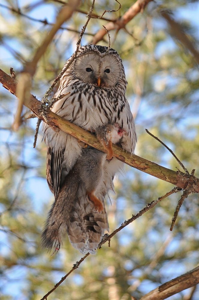 Длиннохвостая неясыть