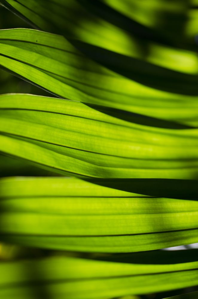 Photograph by Dibyajyoti Nath