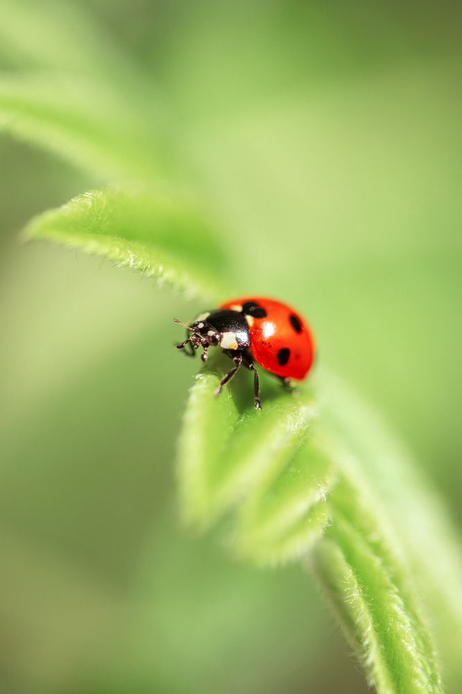 Photograph by Анастасия Петрова