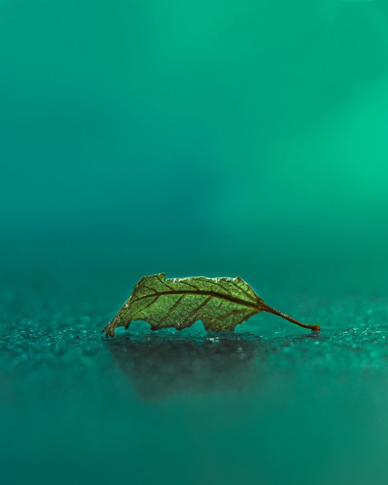 Photograph by iman hafezkhan