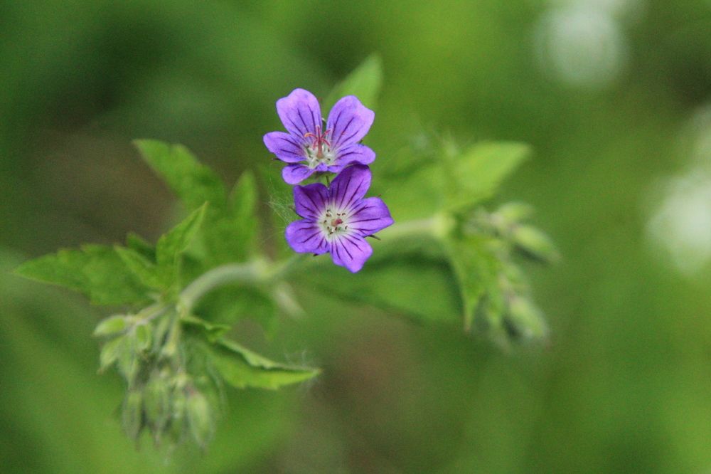 Photograph by Виктория Хмара
