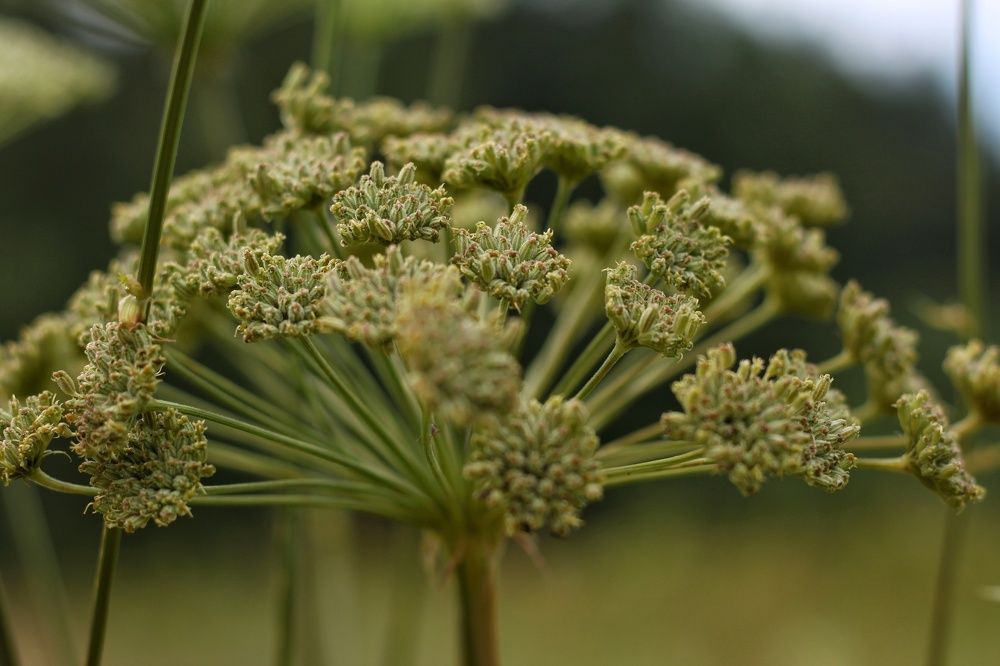 Photograph by Анжелика Медведева