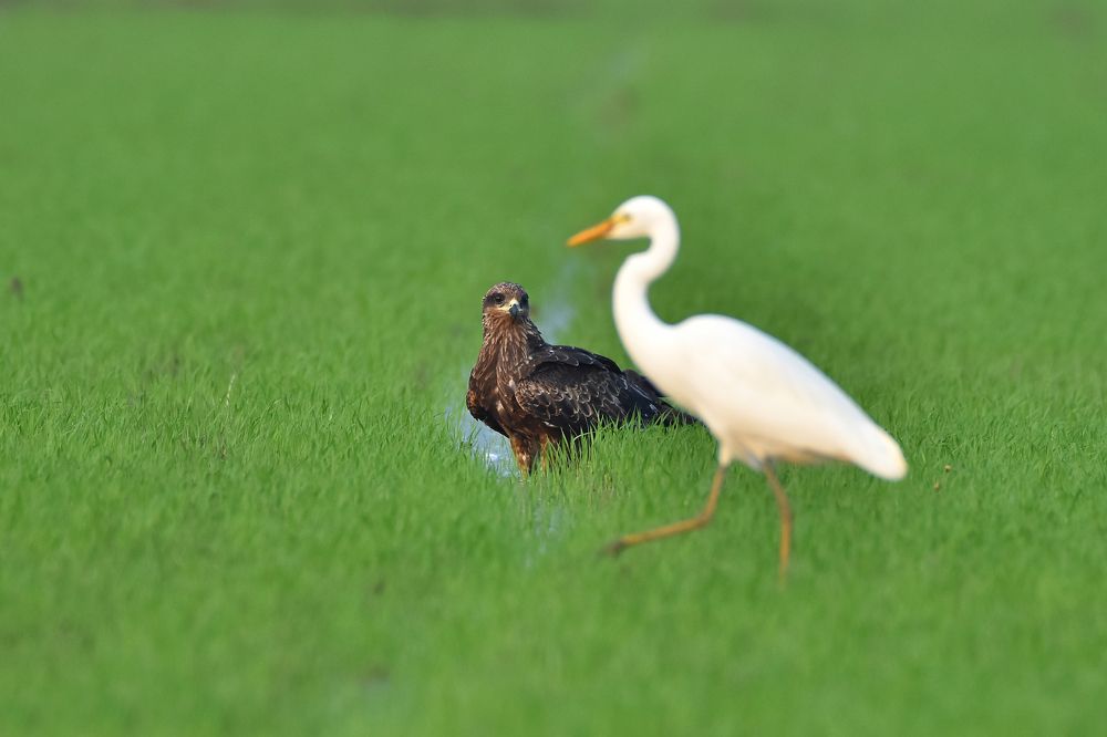 Love at first sight ...