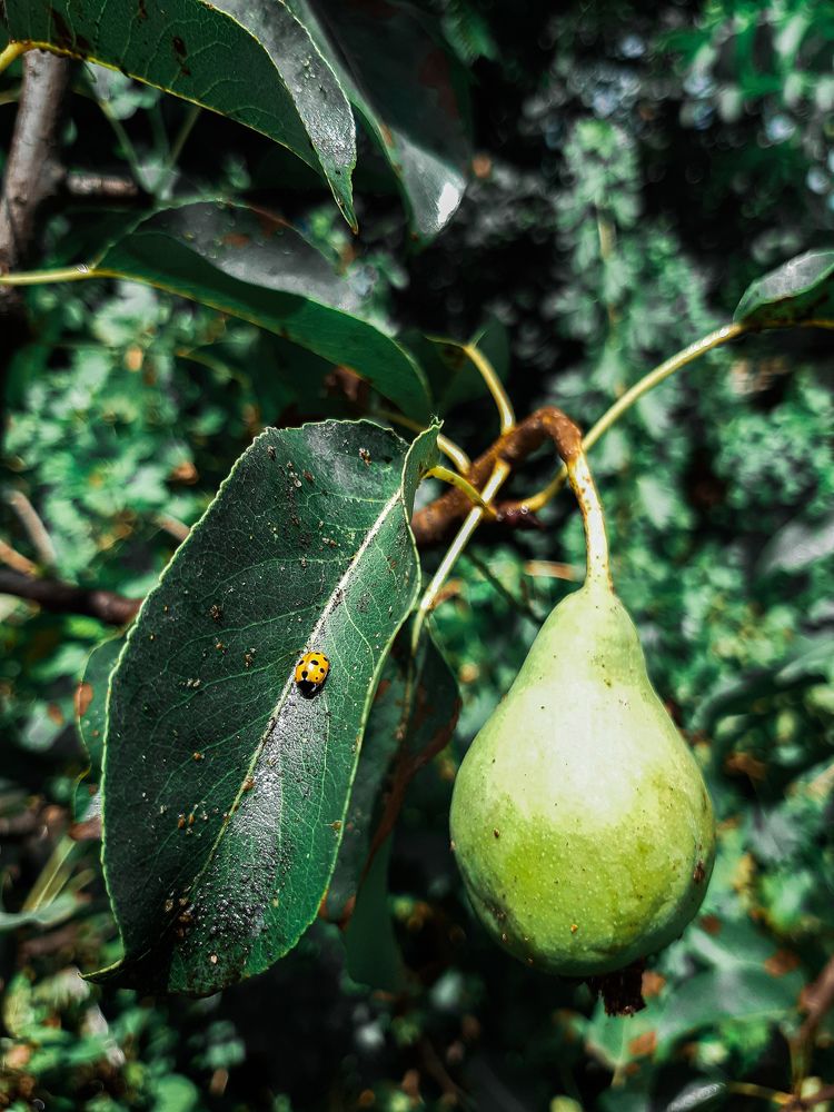 Photograph by Марина Шаповаленко
