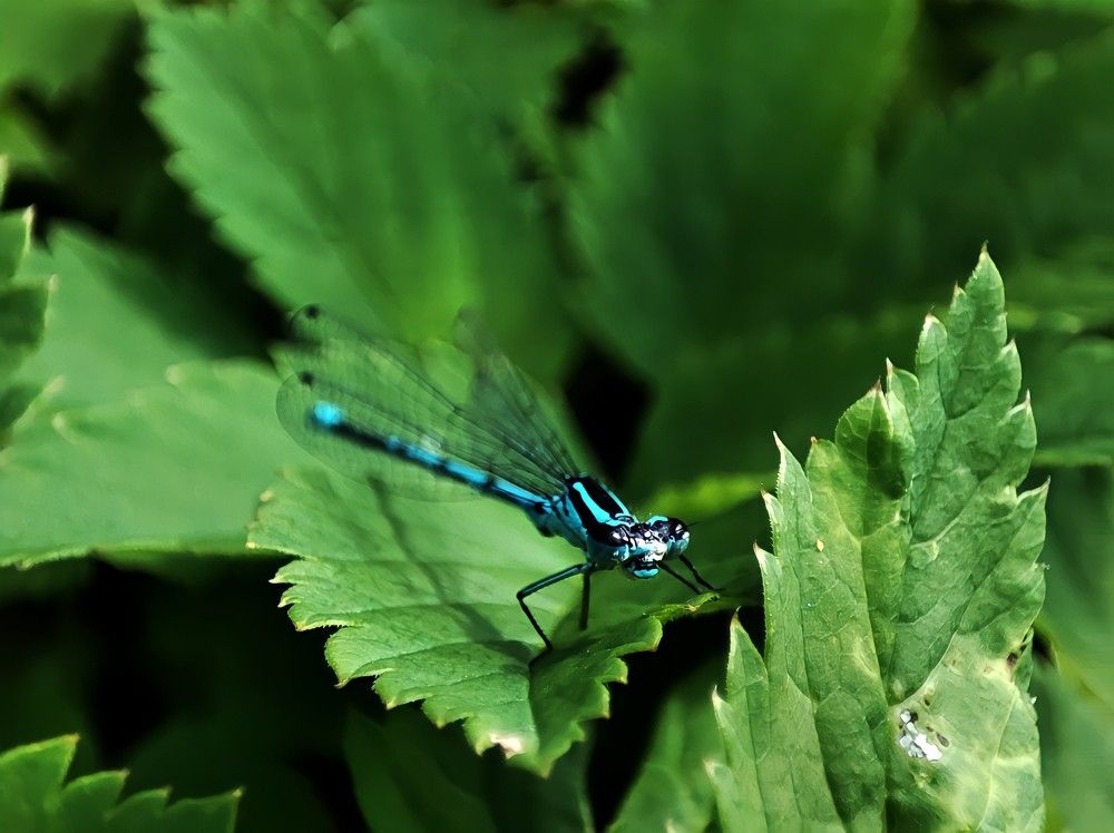 Photograph by DARIA DEMINA