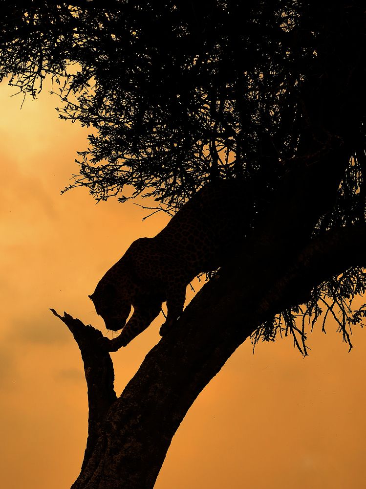 The ghost's descent......!