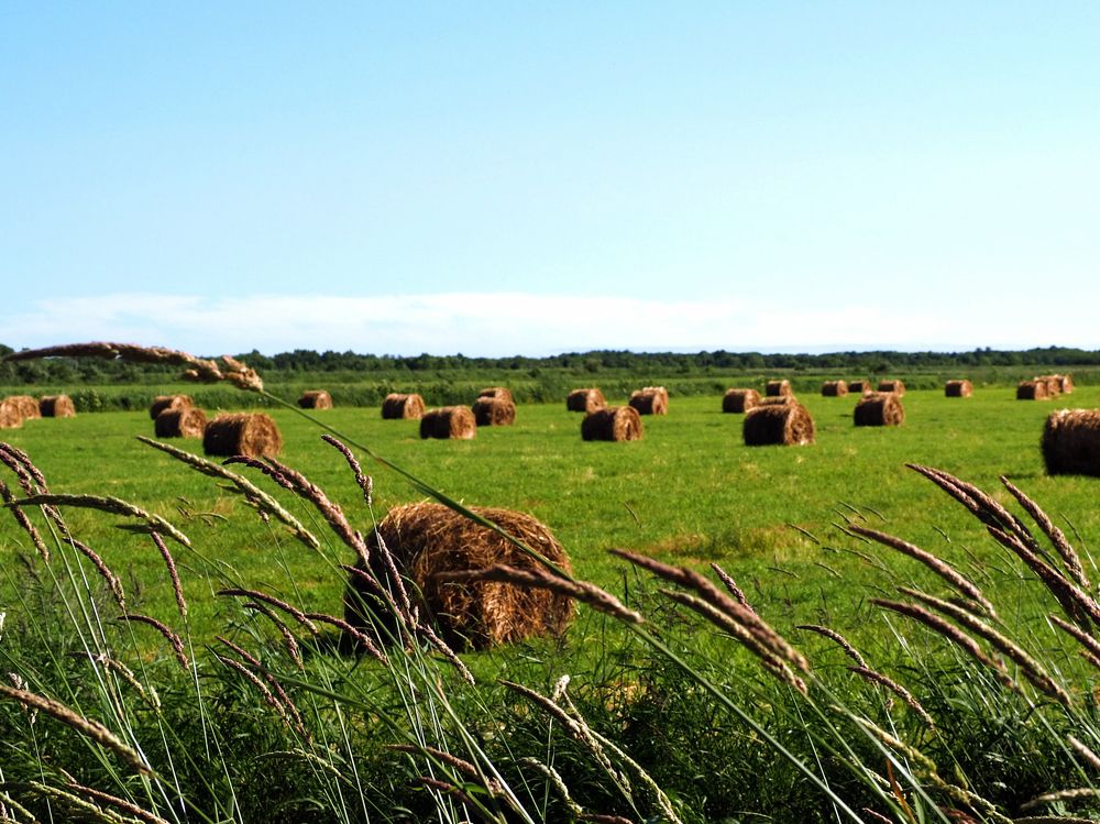 Фотография автора Olena Vorotyntseva