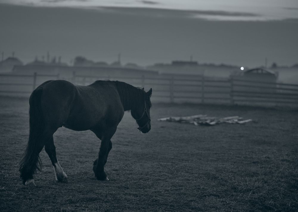 Фотография автора Ilya Merkulov