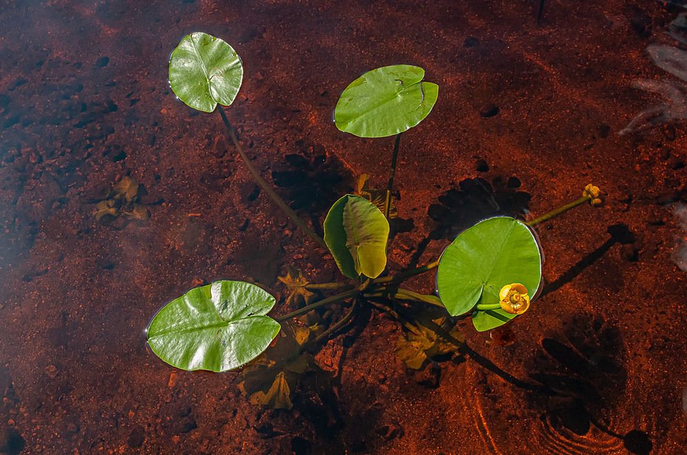 Photograph by Vladimir  Komarov