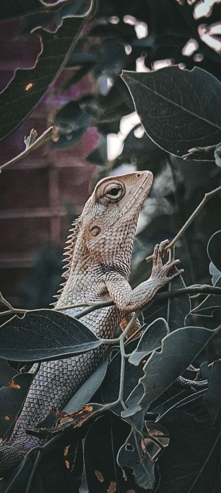 Photograph by Priyam Siddhu