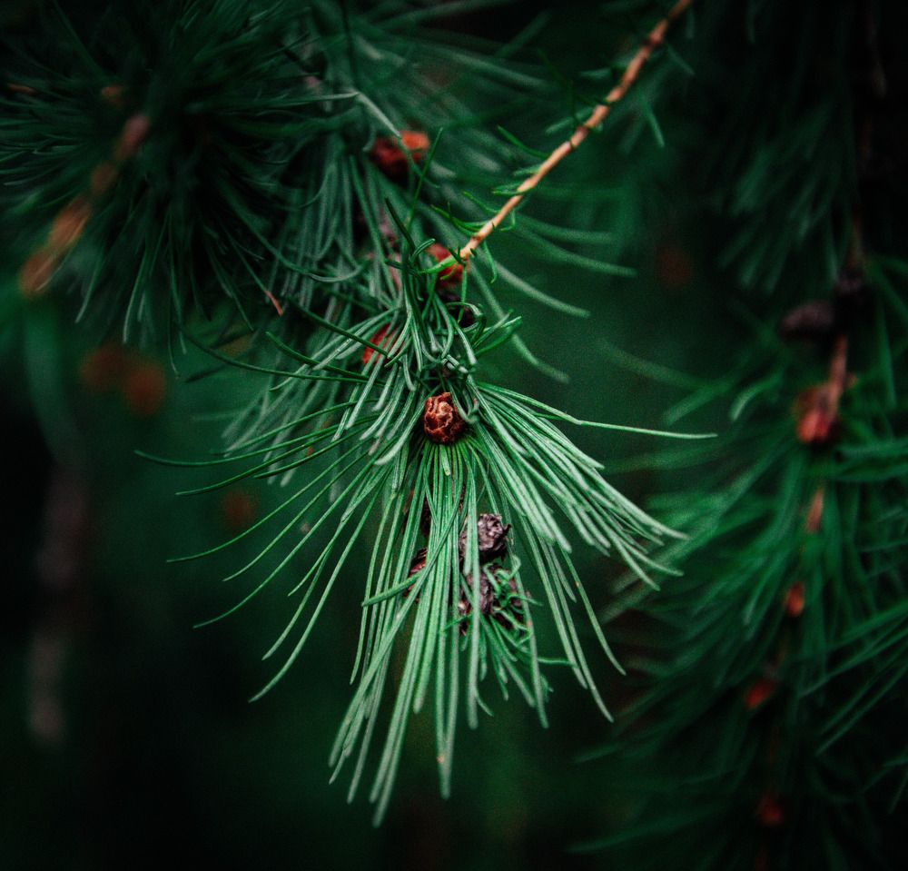 Фотография автора Григорий Червяков