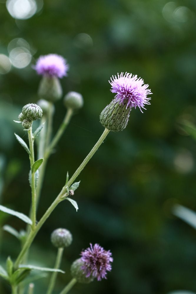 Фотография автора Анастасия Мещерякова