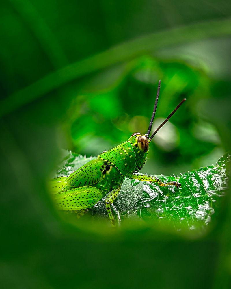 Photograph by Vaishnav K V