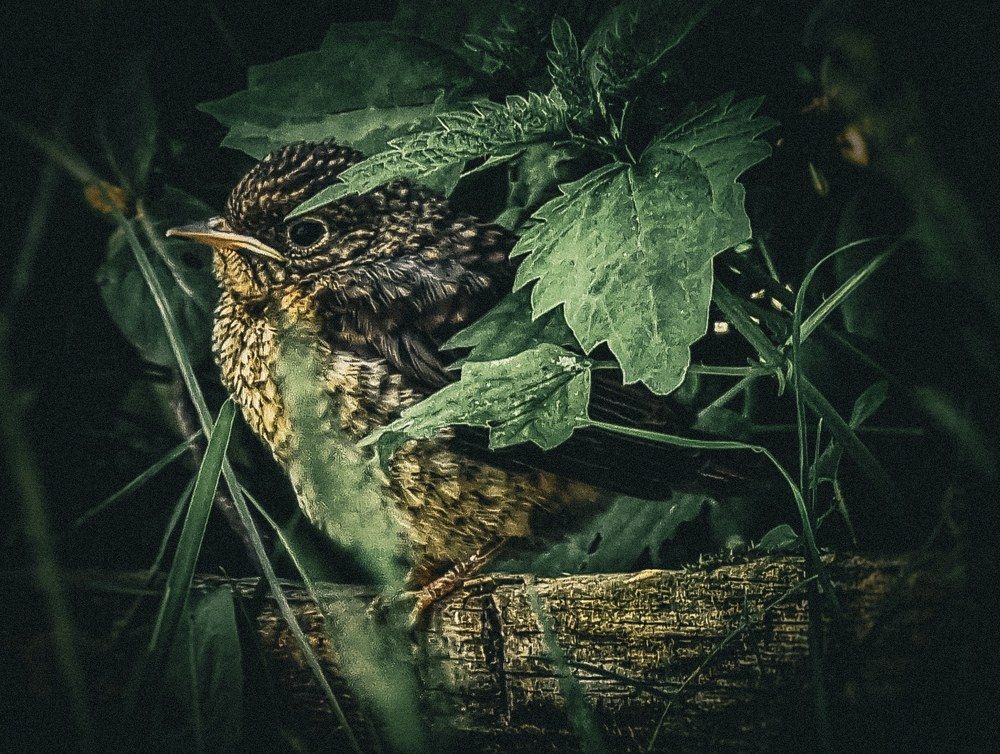 Photograph by Дина Чаица