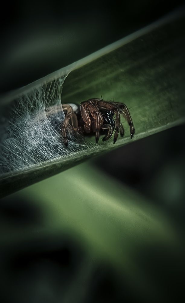 Photograph by Дина Чаица