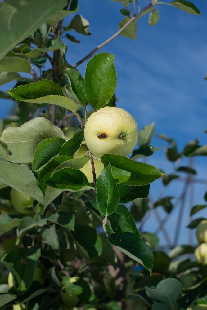 Photograph by Ольга Горбуличева