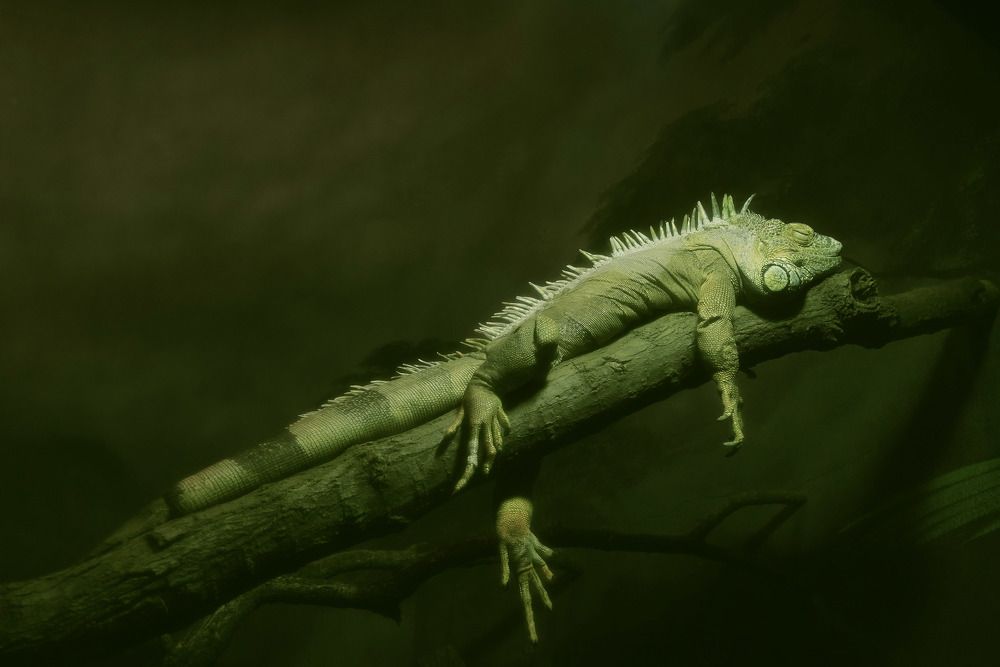 Photograph by Raed Victor Saad