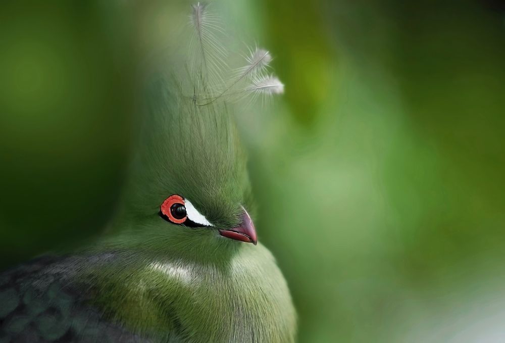 Photograph by Raed Victor Saad