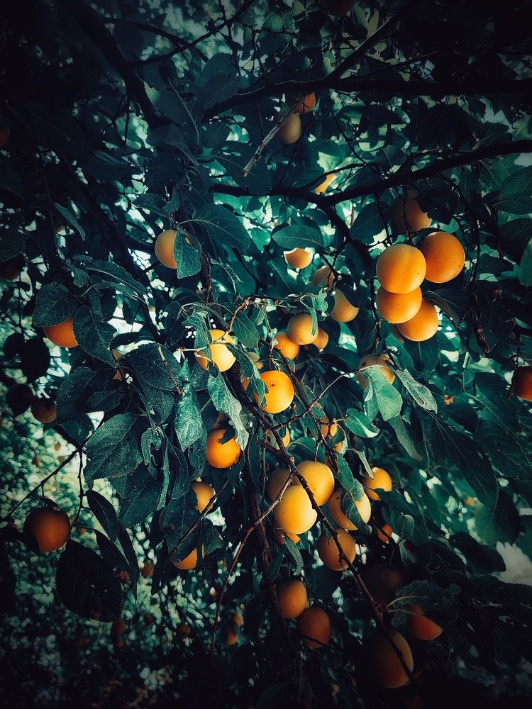 Photograph by Полина