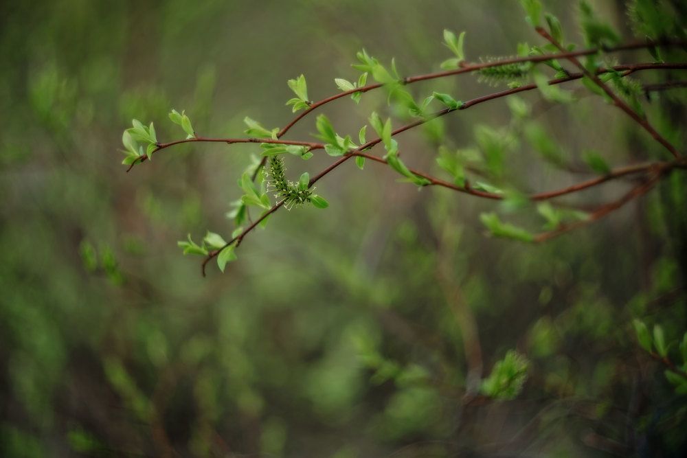 Весна на севере