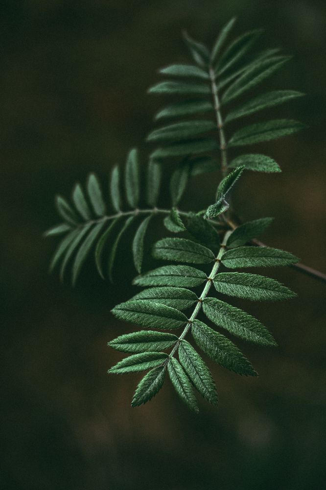 Photograph by Natalia Megelbey