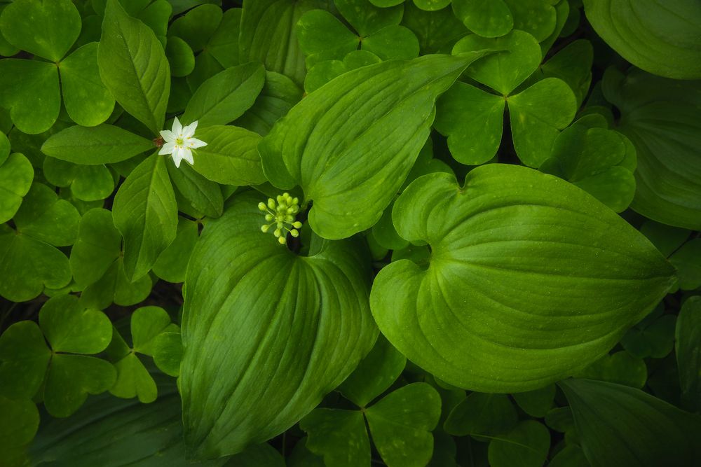 Лесные узоры