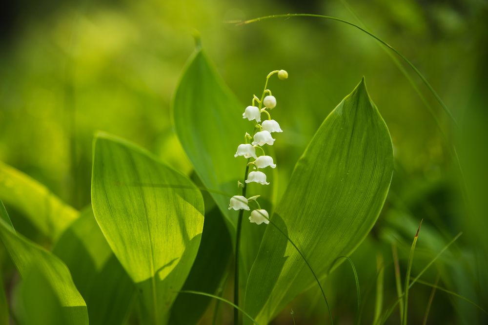 В начале лета