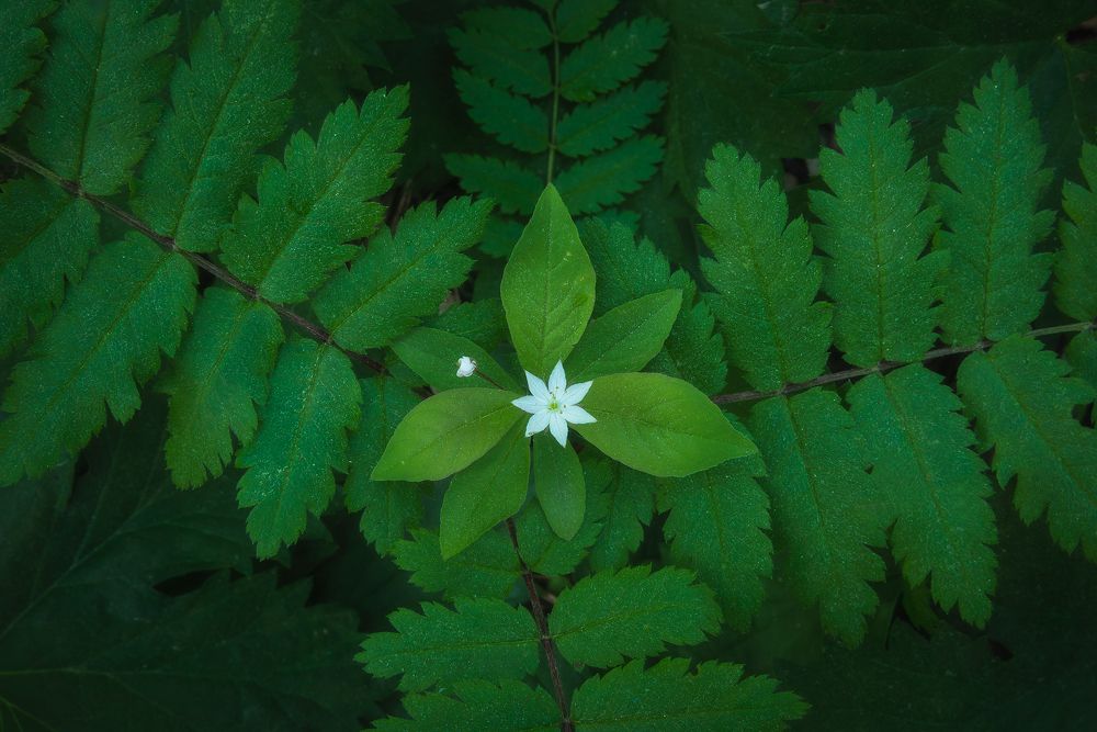 Земные узоры