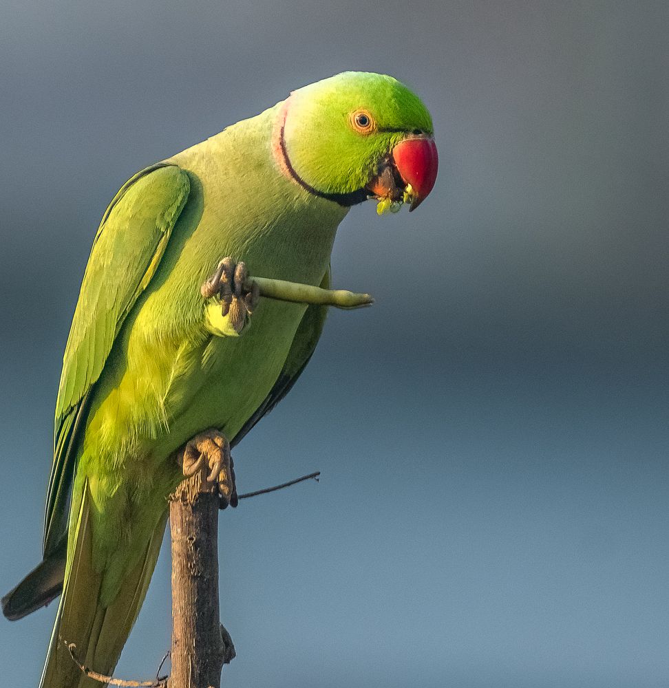 Photograph by Karmakar Kousik