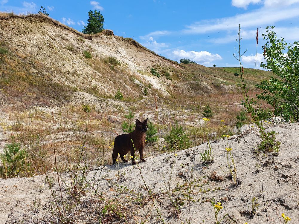 Фотография автора Надежда Лисицына