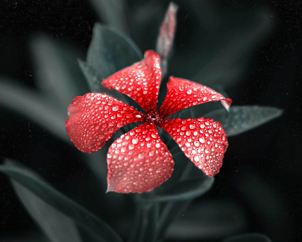 Photograph by iman hafezkhan