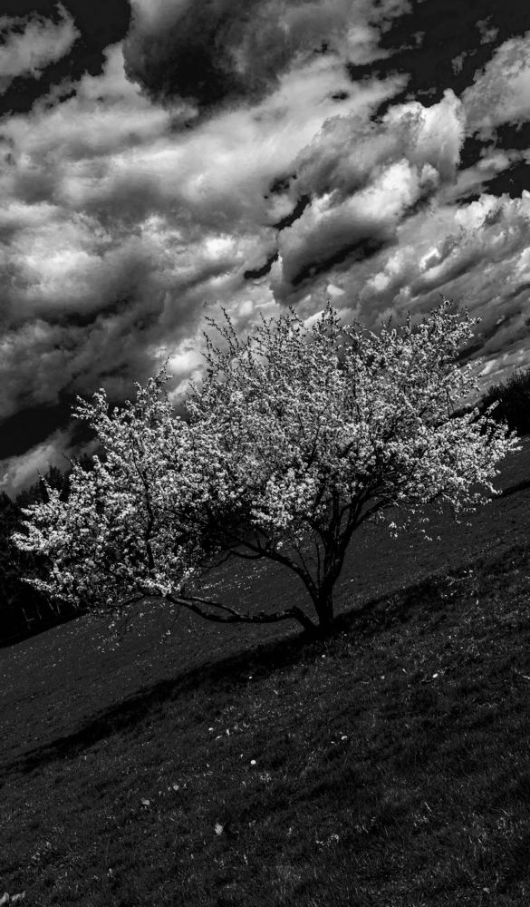 Перед грозой ЧБ