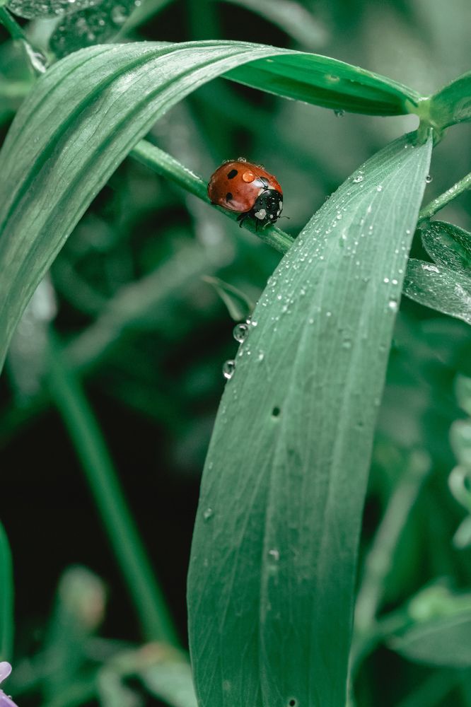 Photograph by Natalia Megelbey