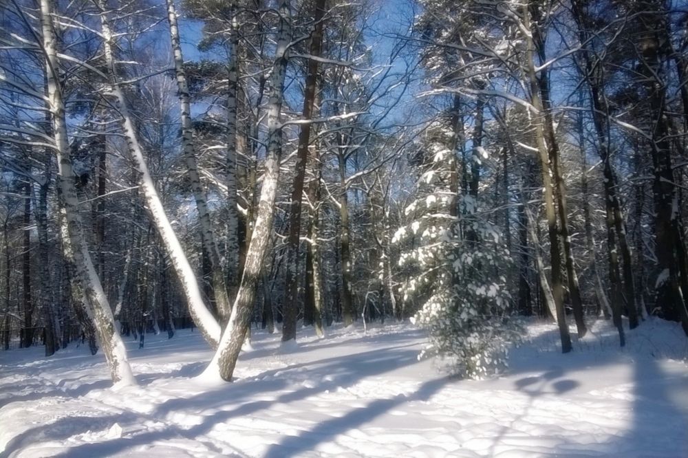 Зимнее настроение