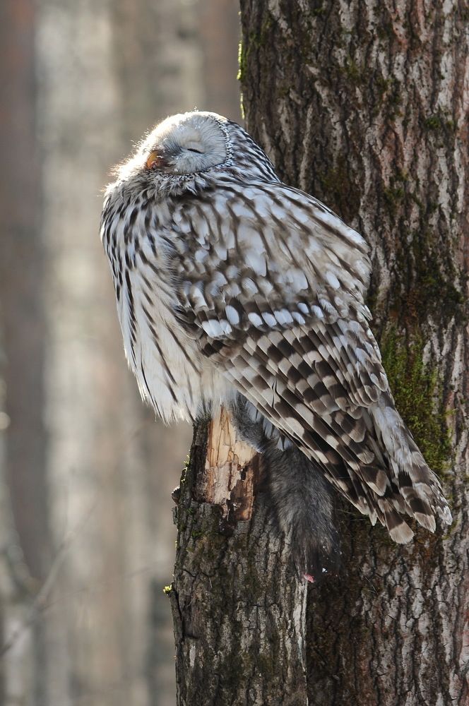 Солнечный ванны