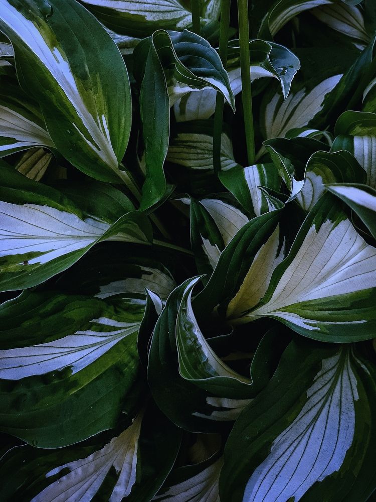 Photograph by Оксана Борисевич