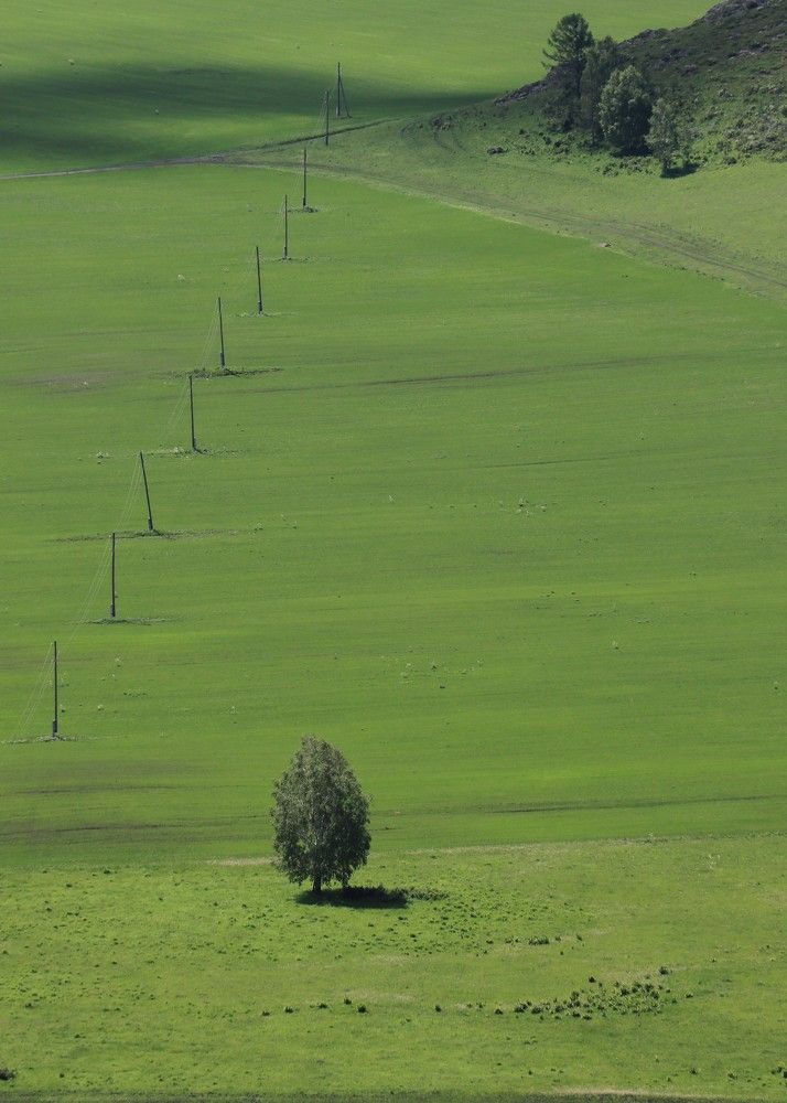 Дерево в долине