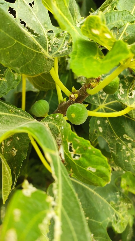 Photograph by Светлана Сафонова