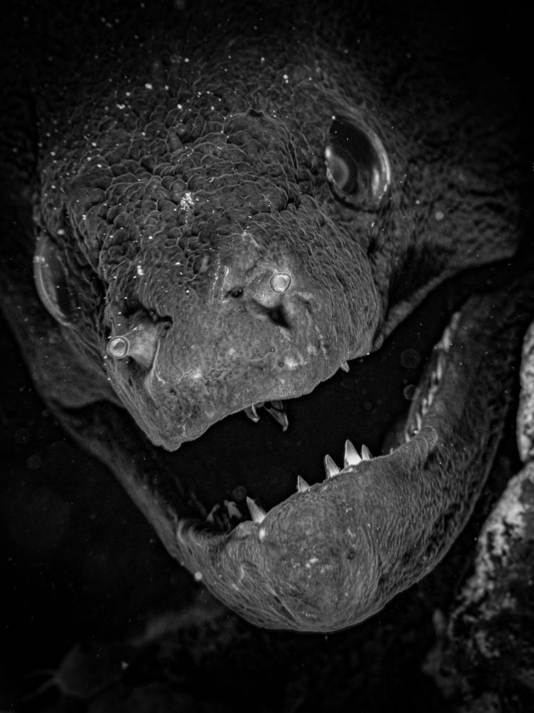 Photograph by Alexander Plakida