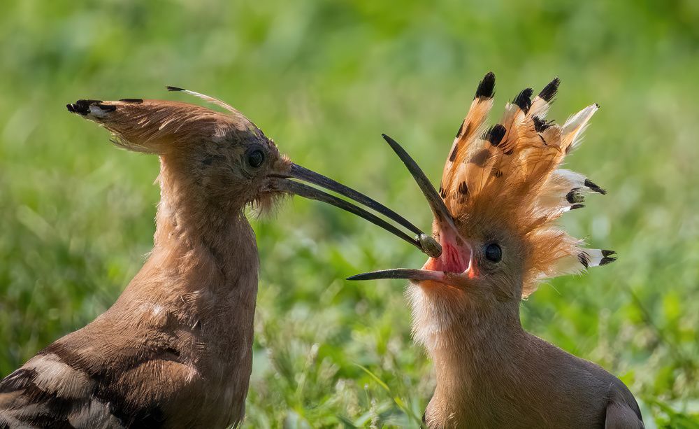 Photograph by Guy Wilson