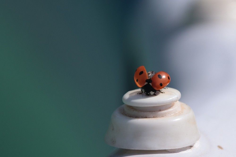 Photograph by Светлана Соколова