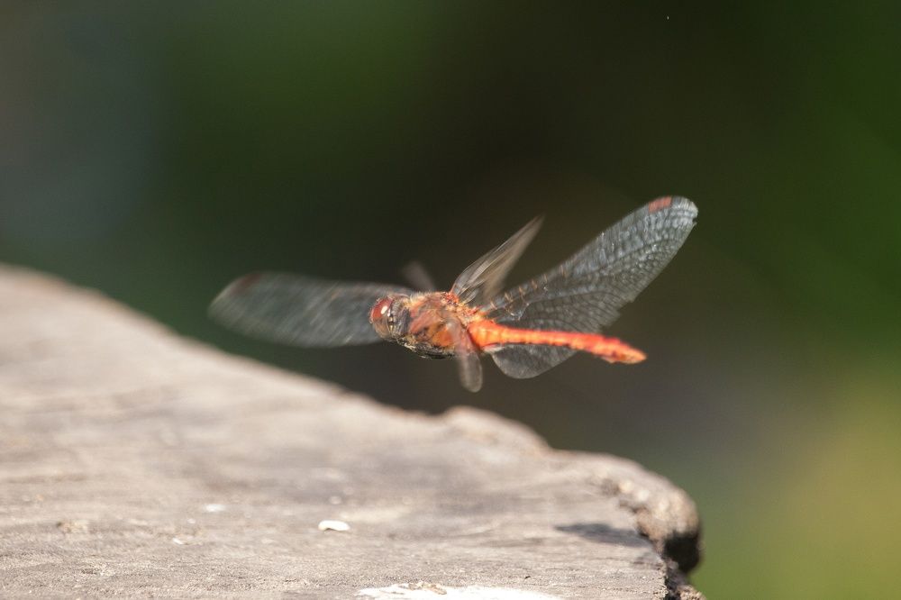 Photograph by Анна Вербилова