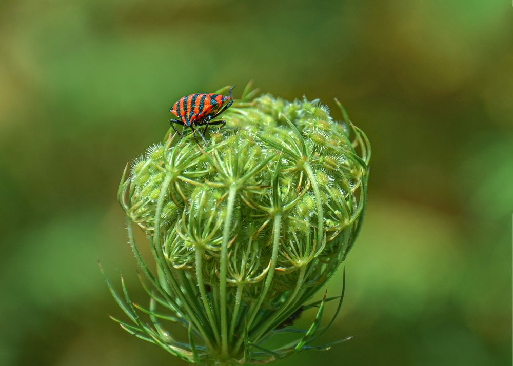 Photograph by LYUDMYLA POKRYSHEN