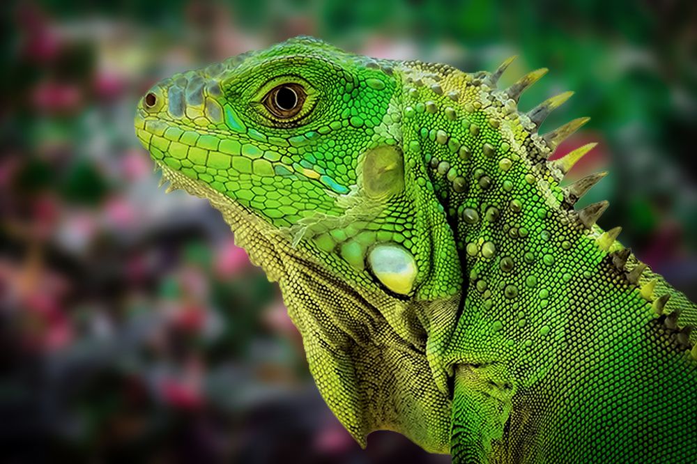 Photograph by daniel peterburg