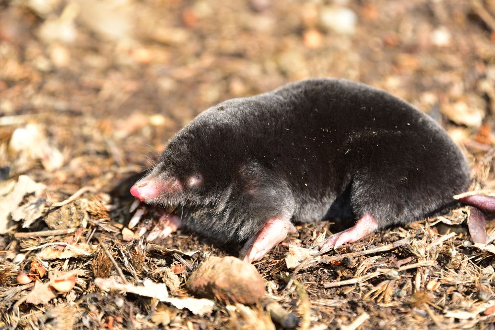 Photograph by Светлана Ивановна