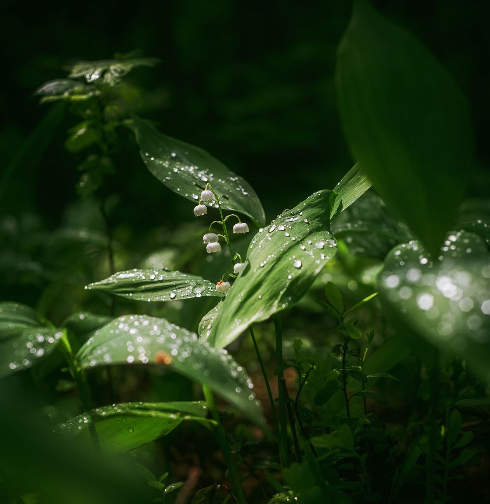 Photograph by Елена Соколова