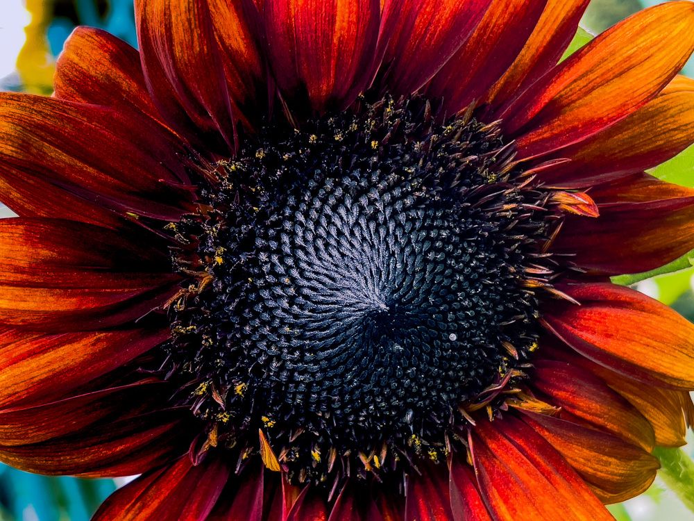 Photograph by Alice Vikernes