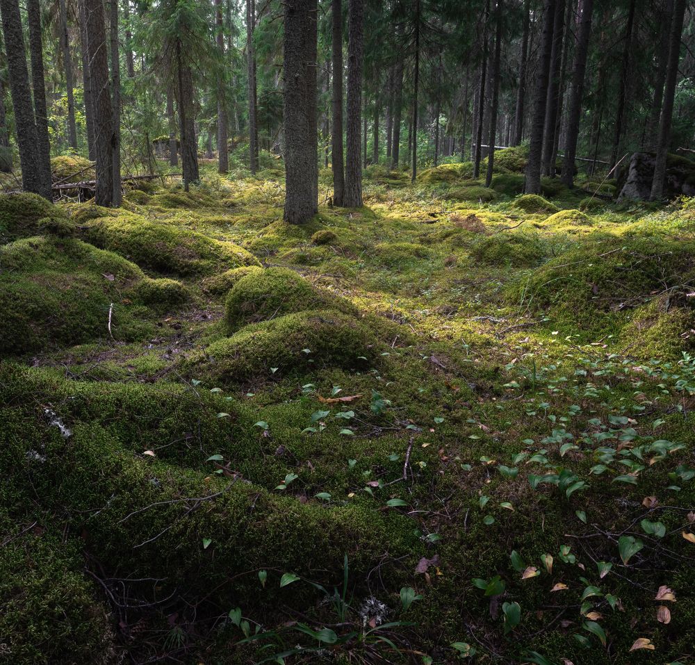 Photograph by Евгений Волосков