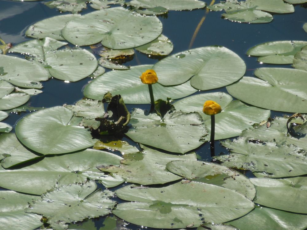 Photograph by Светлана Батурова