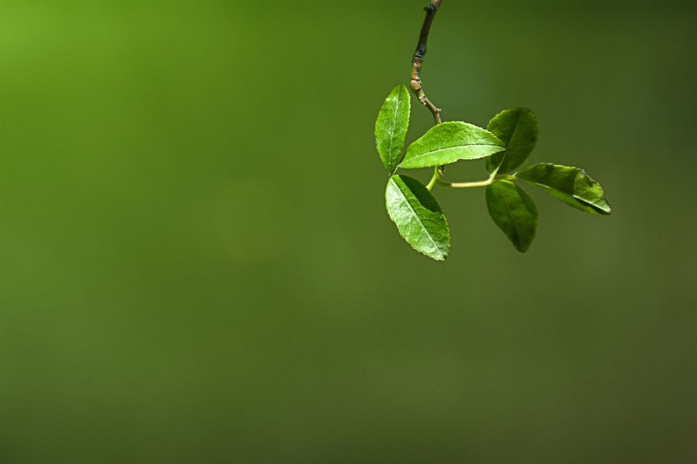 Photograph by Behzad Jourabchi Bokharaei
